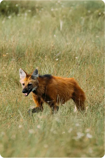 lobo canastra slider hero
